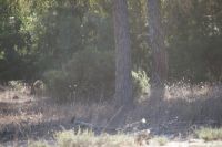 Coto de Doñana: Suchbild mit Frischling