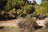 Dammhirsche (etwas verdeckt)