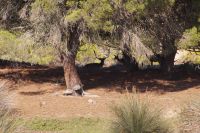 Coto de Doñana: Dammwild