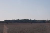 Ein Rothirsch verfolgt eine Kuh mit ihrem Kalb