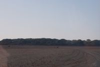 Ein Rothirsch verfolgt eine Kuh mit ihrem Kalb