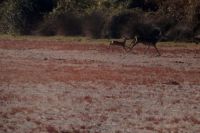 Coto de Doñana: querende Hirschkuh mit Kalb auf den Salzwiesen