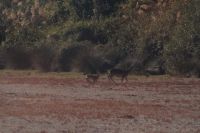 Coto de Doñana: querende Hirschkuh mit Kalb auf den Salzwiesen