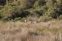 Coto de Doñana: Hirschkuh mit Kalb