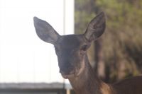 Hirschkuh im Coto de Doñana 
