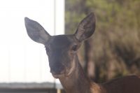 Aug in Aug mit der Hirschkuh