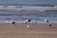 Möwen am Strand - Coto de Doñana/Playa de Matalascañas