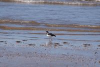 Austernfischer - Coto de Doñana