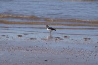 Austernfischer Playa de Matalascañas/Coto de Doñana. 