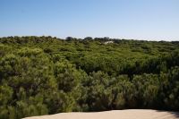 Blick über den Pinienwald: Während die Wacholder ihre Wurzeln 