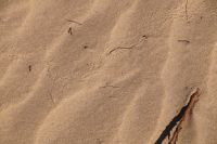 Spuren im Sand (Ameisenlöwe)