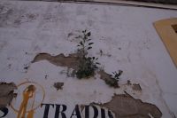 Jerez: Die Pflanze hat sich ein schattiges Plätzchen in der Ritze des Mauerwerks der Bodegas Tradición gesucht. 