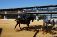 Vor der Show werden die Pferde warmgeritten