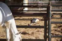 Kronenkranich in den Stallungen des Gestüts