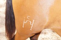 Das Brandzeichen der Karthäuserpferde