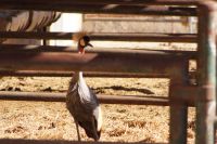 Nanu? Ein Kronenkranich (wohl aus einem Zoo entwichen). Wild kommen die Vögel nur südlich der Sahara vor