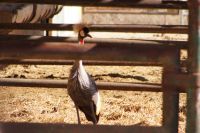In den Stallungen des Gestüts, ein Kronenkranich