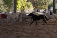 einige Stuten des Gestüts - z.T. trächtig, wie mir scheint