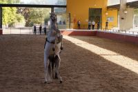 Auf die Hinterbeine! 