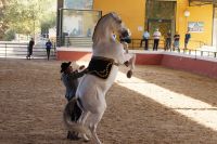 Auf die Hinterbeine! 