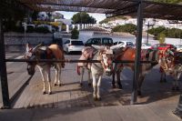 Burro Taxis in Mijas