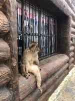 GIBRALTAR - Am Ausgang wartet der Berberaffe