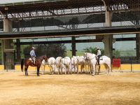 063-Yeguada de la Cartuja