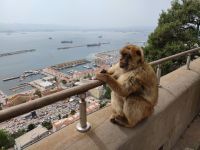 064-Gibraltar Apes point