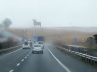 Stier im Nebel