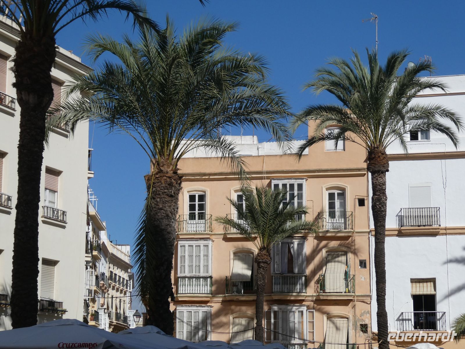 weiße Prachtentfaltung