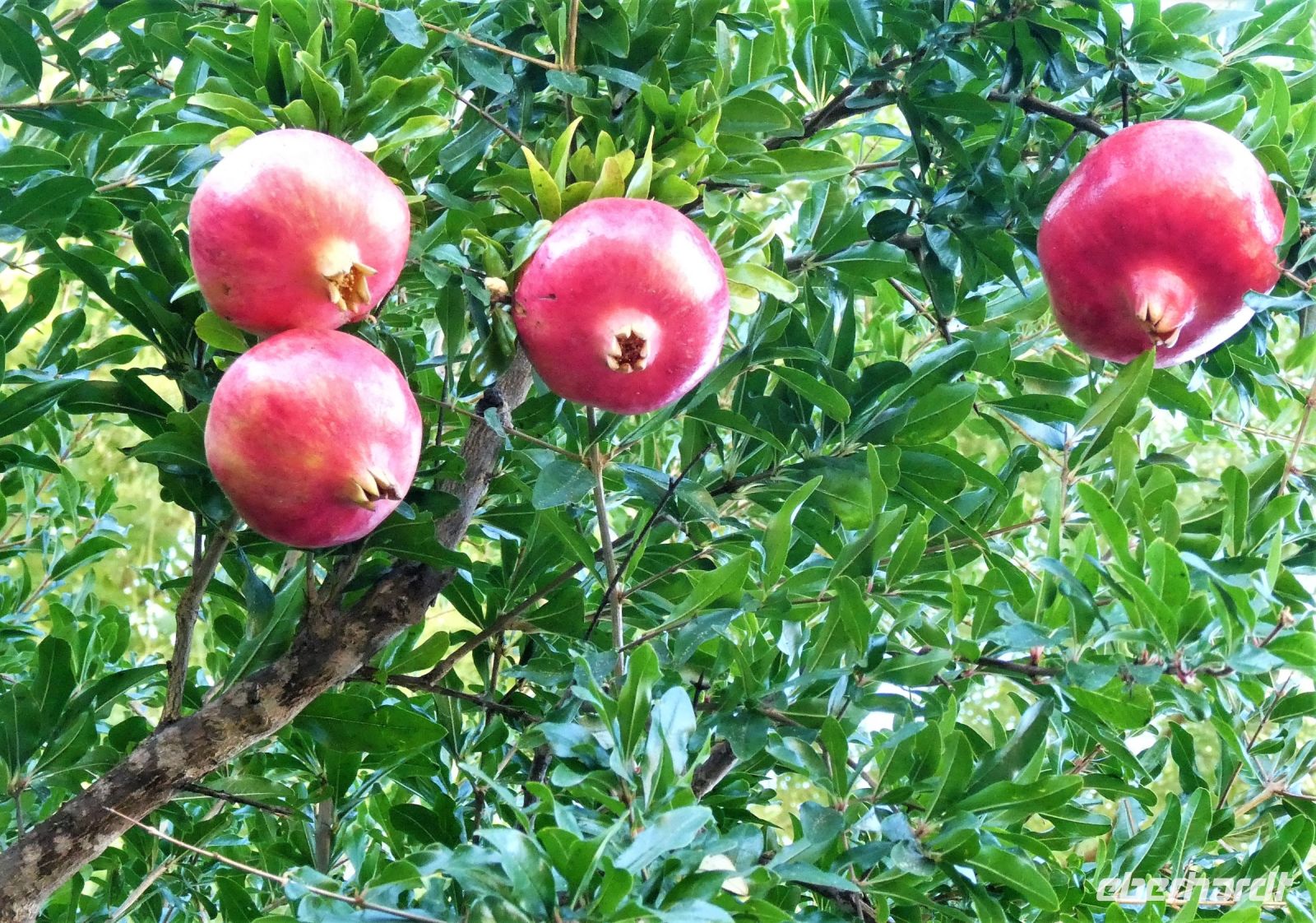 der Paradiesapfel - Granatapfel