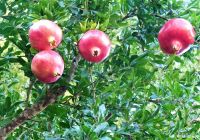 der Paradiesapfel - Granatapfel