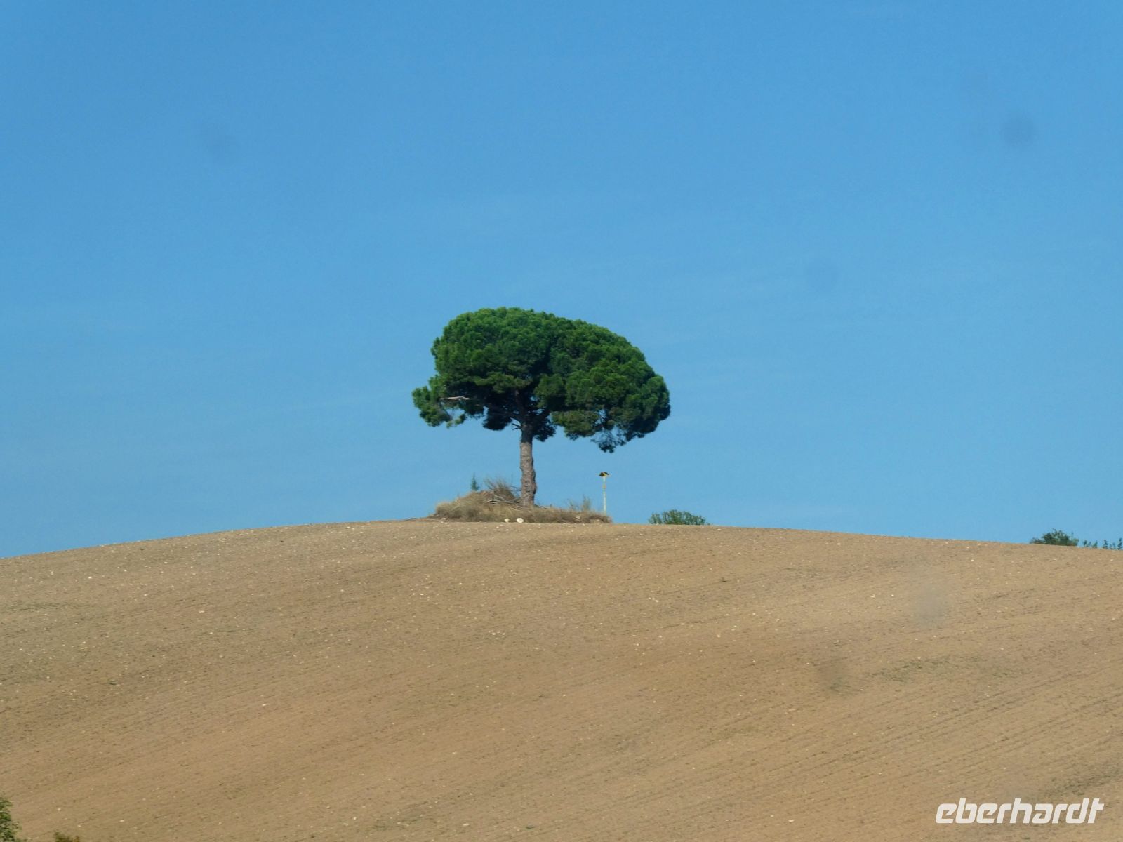 einsamer Baum am Wegesrand