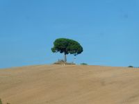 einsamer Baum am Wegesrand