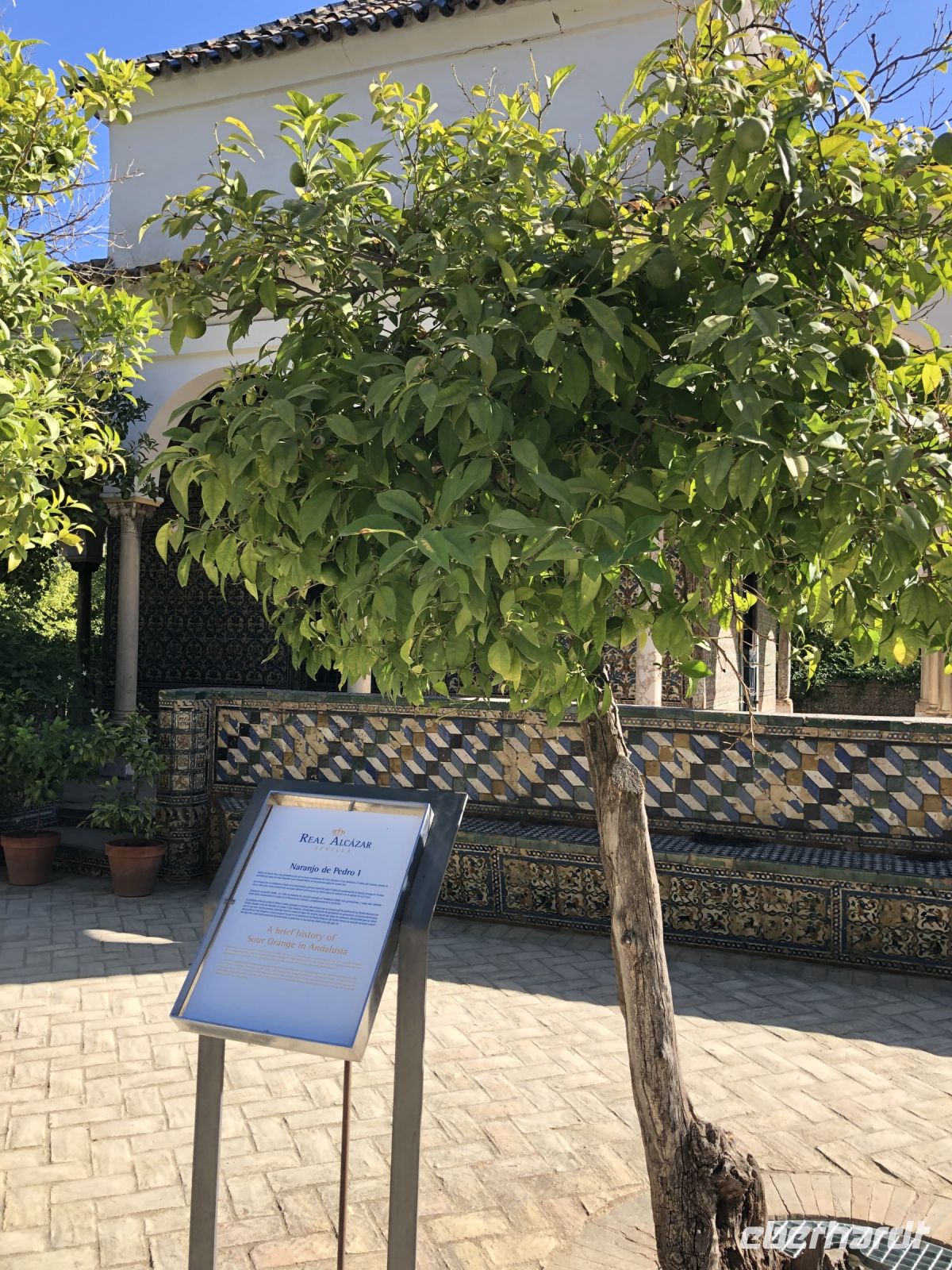 ältester Orangenbaum Real Alcazar