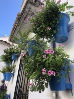 überall Blumentöpfe an den Wänden