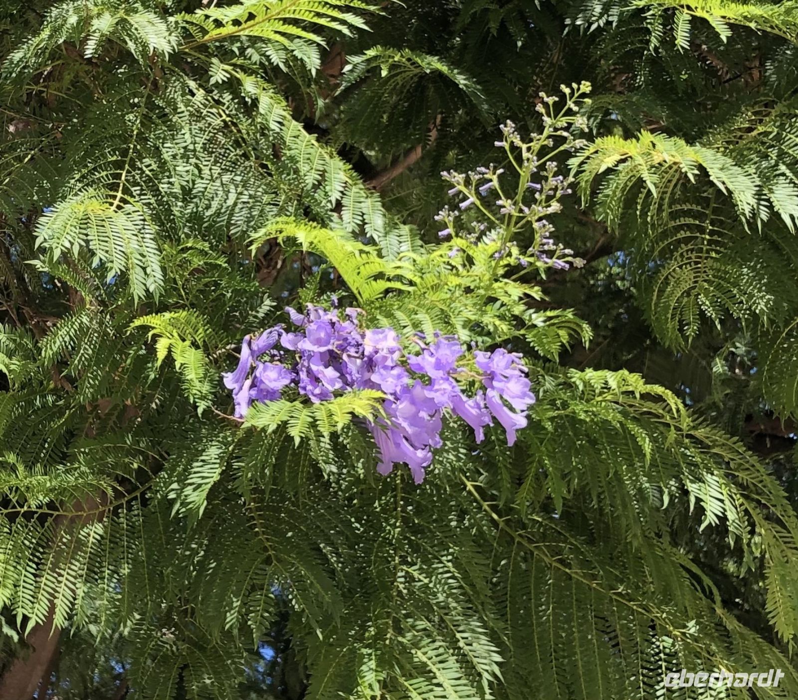 Jacaranda