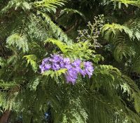Jacaranda