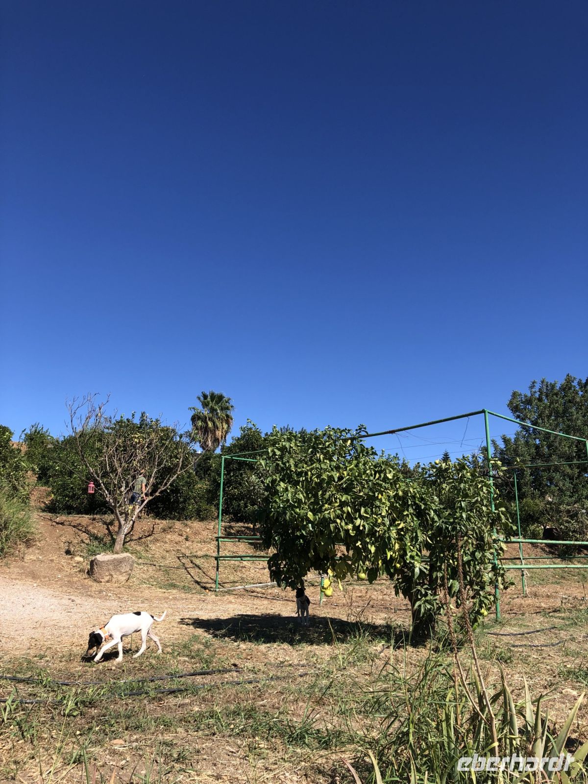 Zitrusbäume soweit das Auge reicht