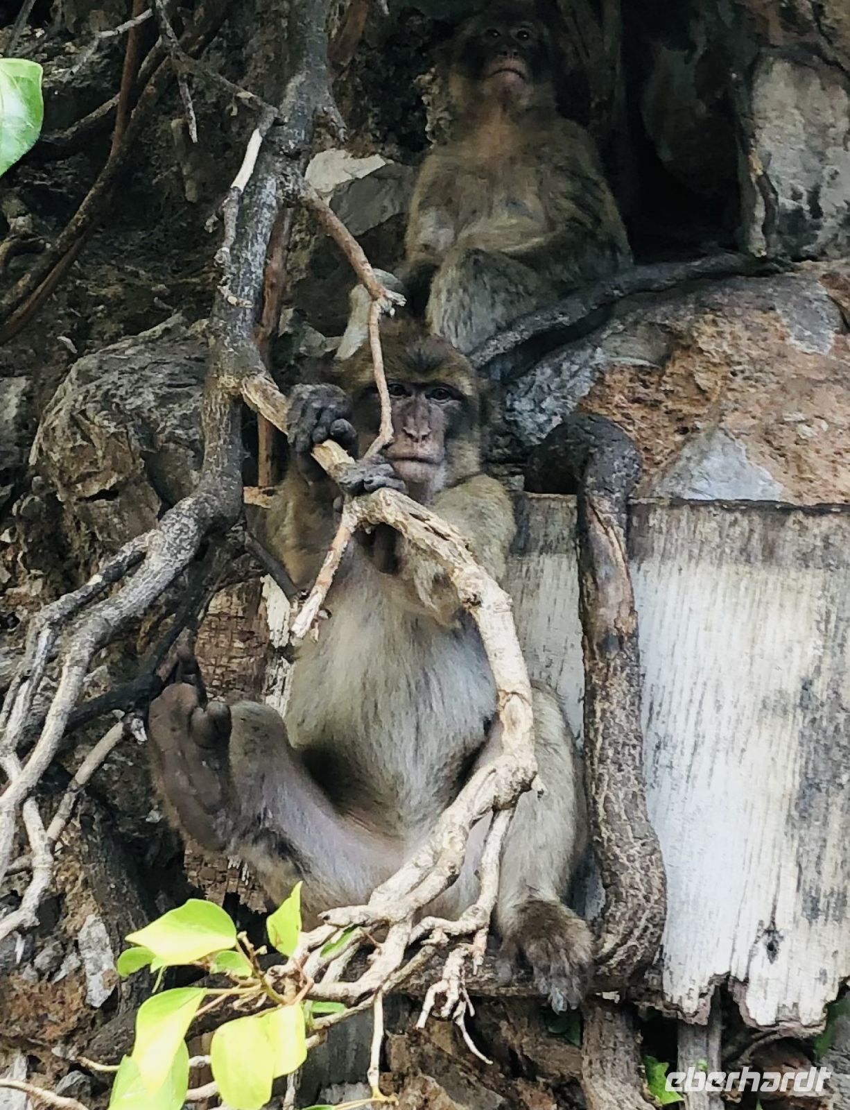 Berberaffen Gibraltar
