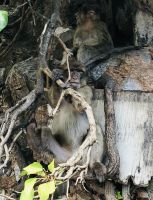 Berberaffen Gibraltar