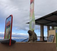 Verkauft der Affe uns ein Eis?