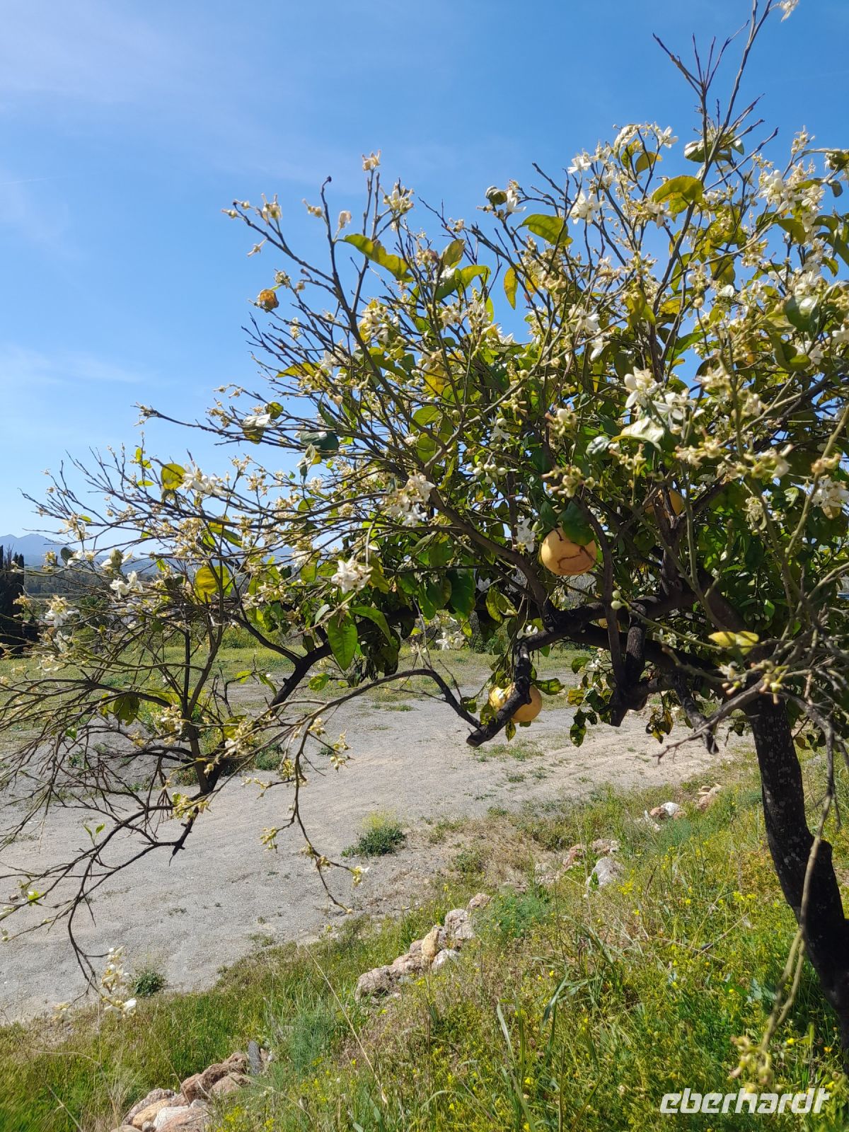 Juanitos Zitrusplantage