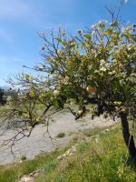 Juanitos Zitrusplantage