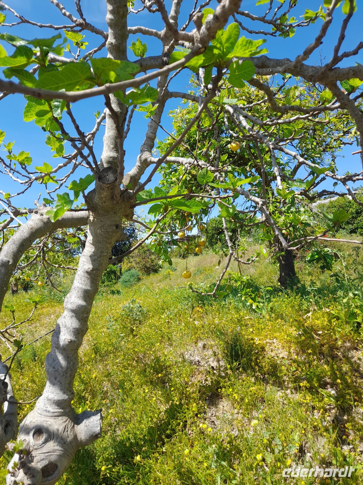 Juanitos Zitrusplantage