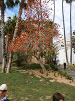 Korallenbaum im Malaga