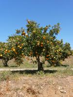 Auf der Zitrusplantage