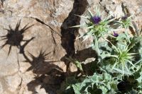 Distelblüte in El Torcal