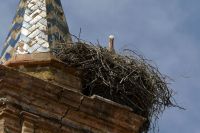 wer schaut da aus dem Nest?