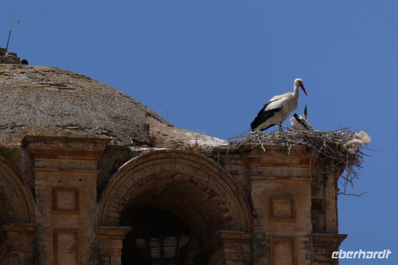 Carmona, ein Zuhause für Störche